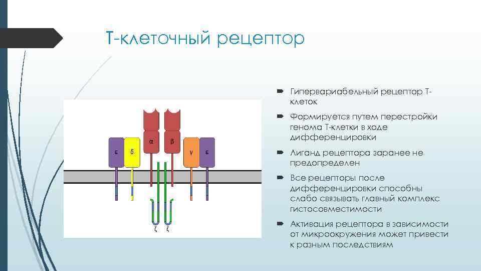 Т-клеточный рецептор     Гипервариабельный рецептор Т-    клеток 