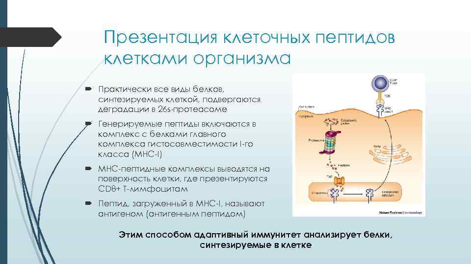 Белки и пептиды презентация