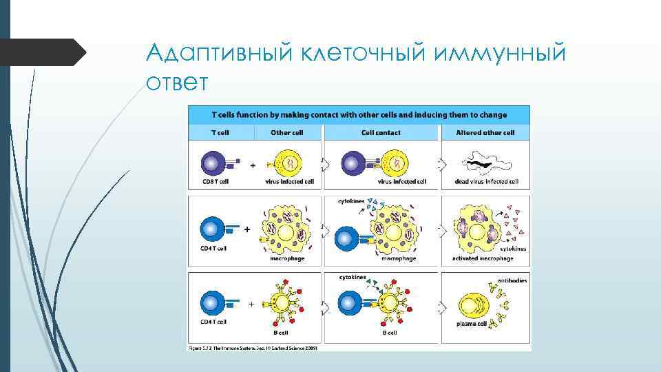 Адаптивный клеточный иммунный ответ 