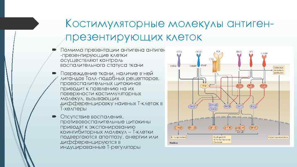   Костимуляторные молекулы антиген- презентирующих клеток  Помимо презентации антигена антиген  -презентирующие
