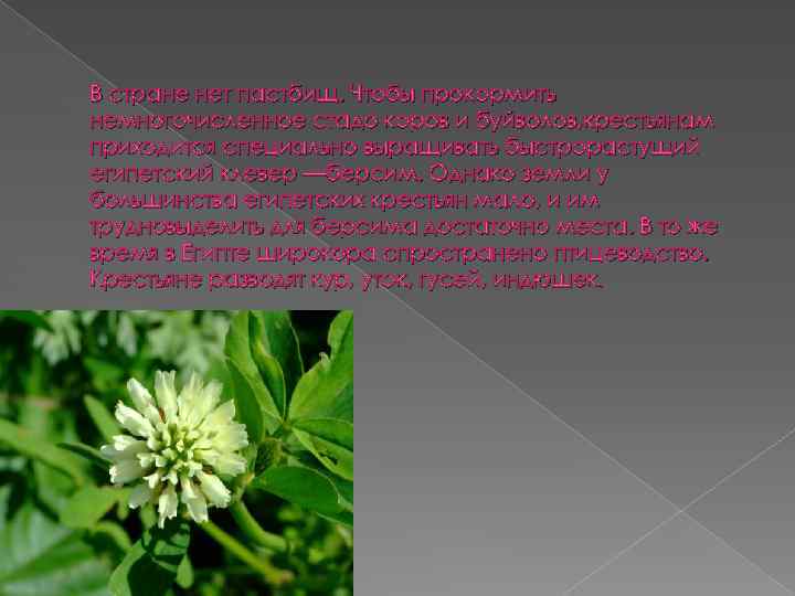 В стране нет пастбищ. Чтобы прокормить немногочисленное стадо коров и буйволов, крестьянам приходится специально