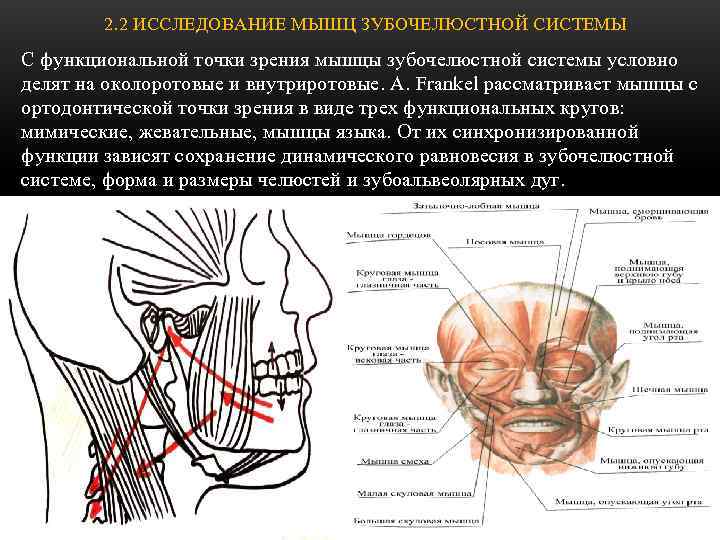   2. 2 ИССЛЕДОВАНИЕ МЫШЦ ЗУБОЧЕЛЮСТНОЙ СИСТЕМЫ С функциональной точки зрения мышцы зубочелюстной