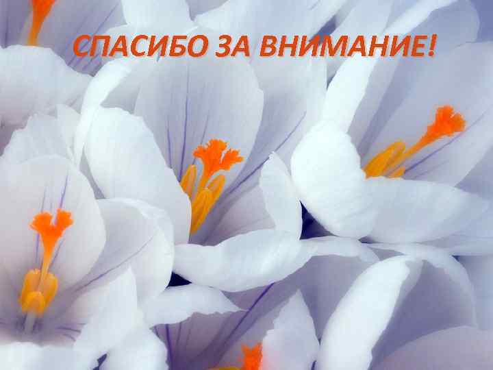 СПАСИБО ЗА ВНИМАНИЕ! 