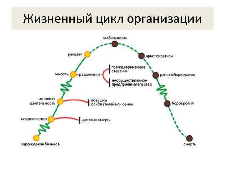 Жизненный цикл организации 