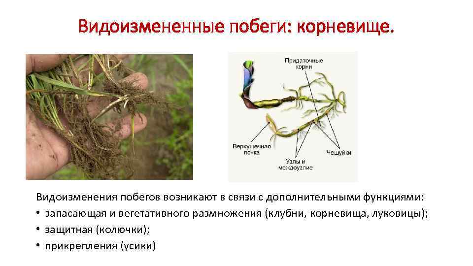   Видоизмененные побеги: корневище. Видоизменения побегов возникают в связи с дополнительными функциями: 