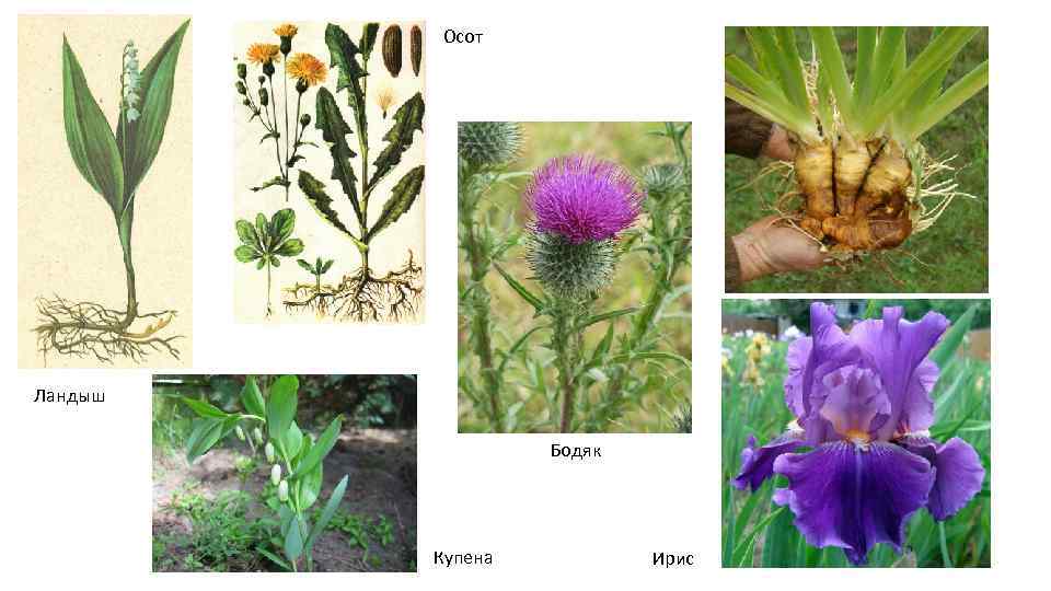   Осот Ландыш    Бодяк    Купена  