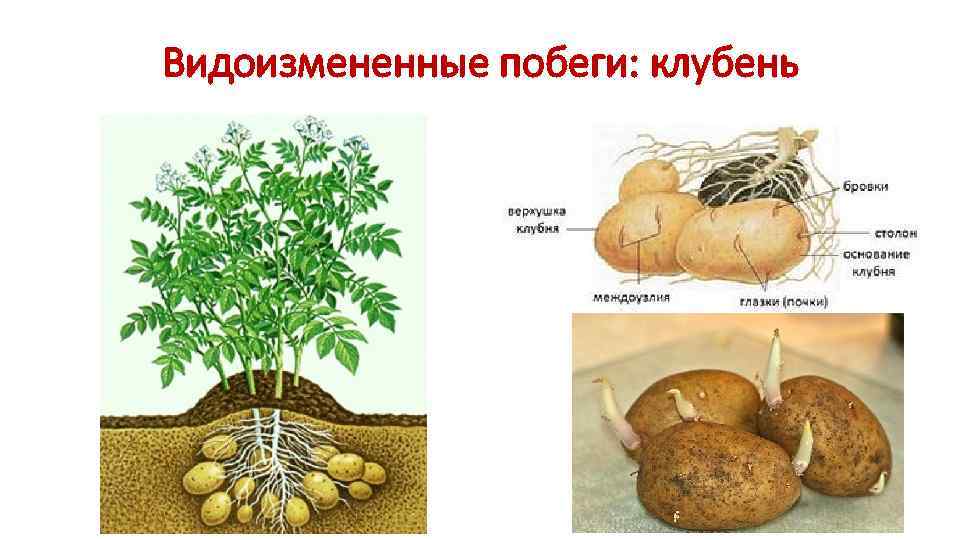 Видоизмененные побеги: клубень 