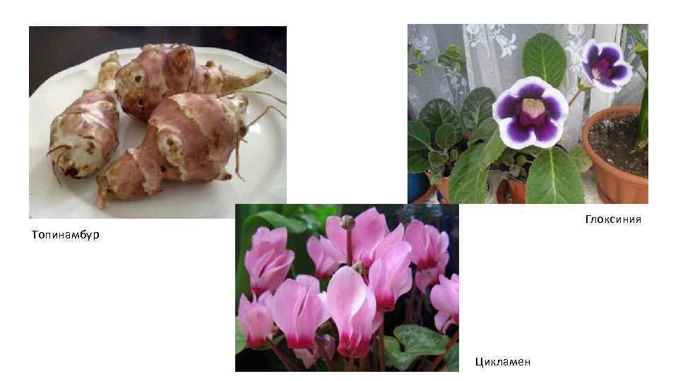      Глоксиния Топинамбур    Цикламен 