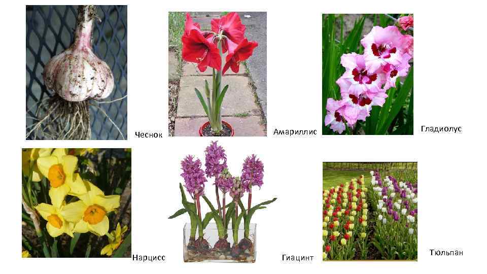   Амариллис  Гладиолус Чеснок      Тюльпан Нарцисс Гиацинт