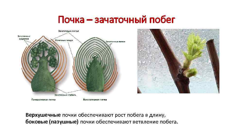   Почка – зачаточный побег Верхушечные почки обеспечивают рост побега в длину, 