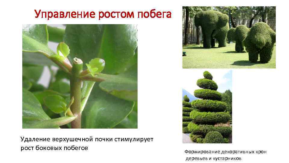   Управление ростом побега Удаление верхушечной почки стимулирует рост боковых побегов  
