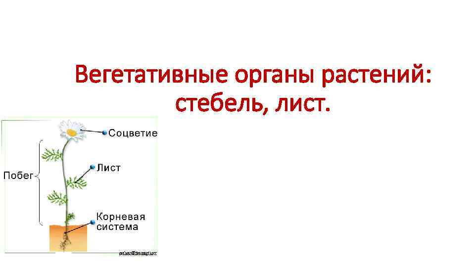 Вегетативные органы растений:   стебель, лист. 