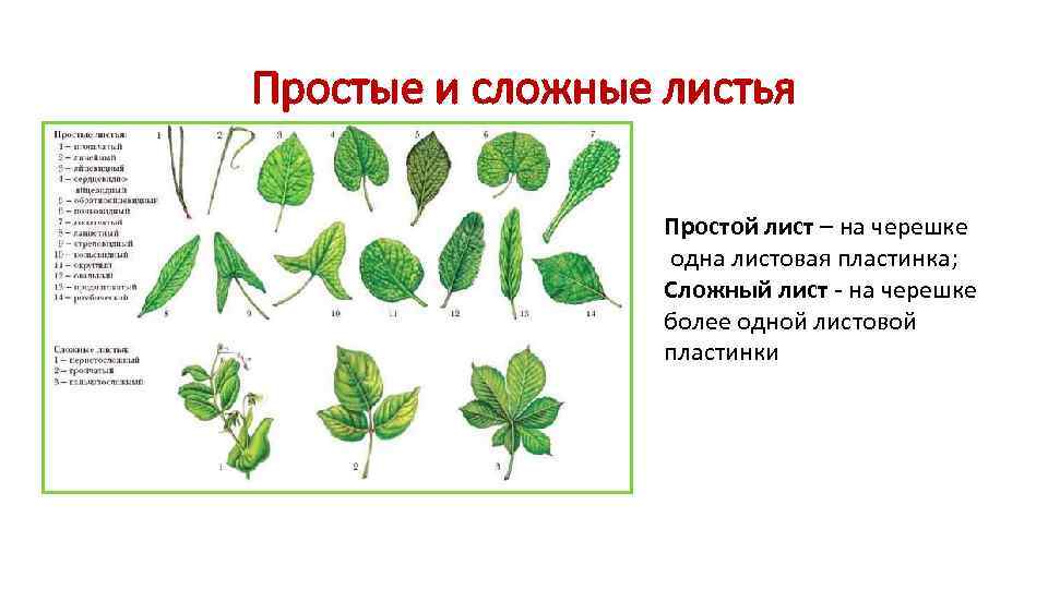 Простые и сложные листья    Простой лист – на черешке  