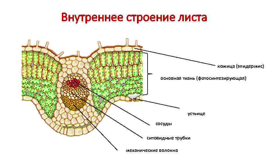 Внутреннее строение листа     кожица (эпидермис)     основная