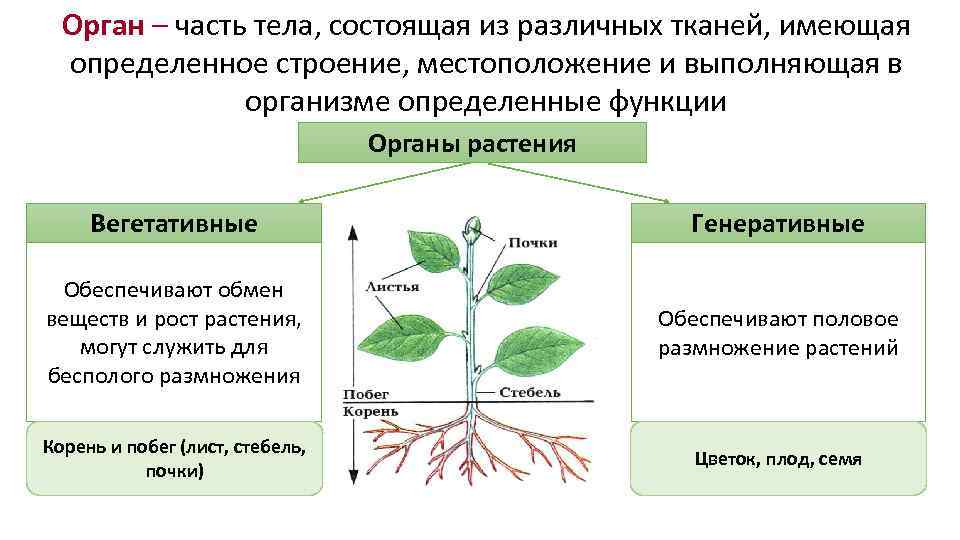  Орган – часть тела, состоящая из различных тканей, имеющая  определенное строение, местоположение