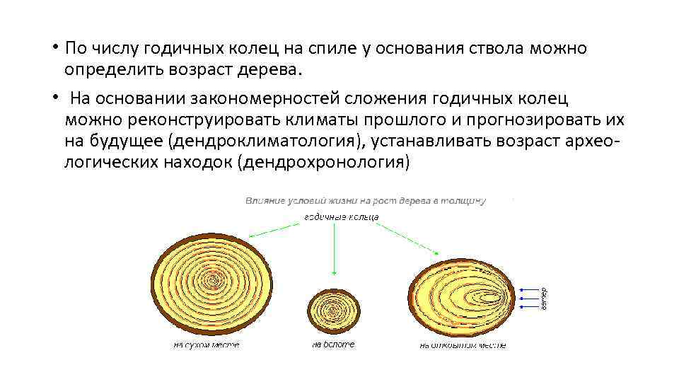  • По числу годичных колец на спиле у основания ствола можно  определить