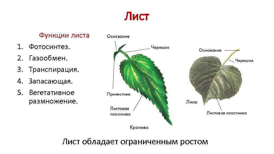       Лист   Функции листа 1.  Фотосинтез.