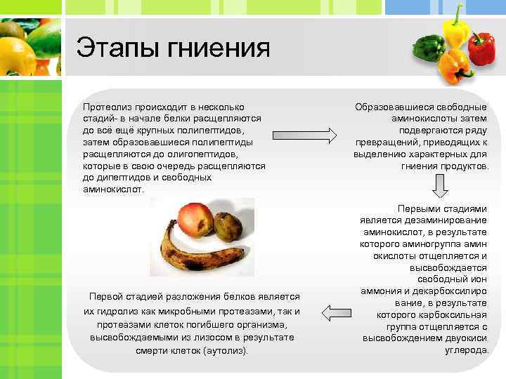 Этапы гниения Протеолиз происходит в несколько    Образовавшиеся свободные стадий- в начале