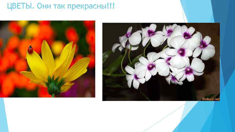 ЦВЕТЫ. Они так прекрасны!!! 