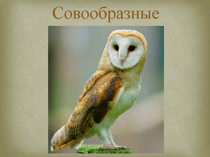 Совообразные 