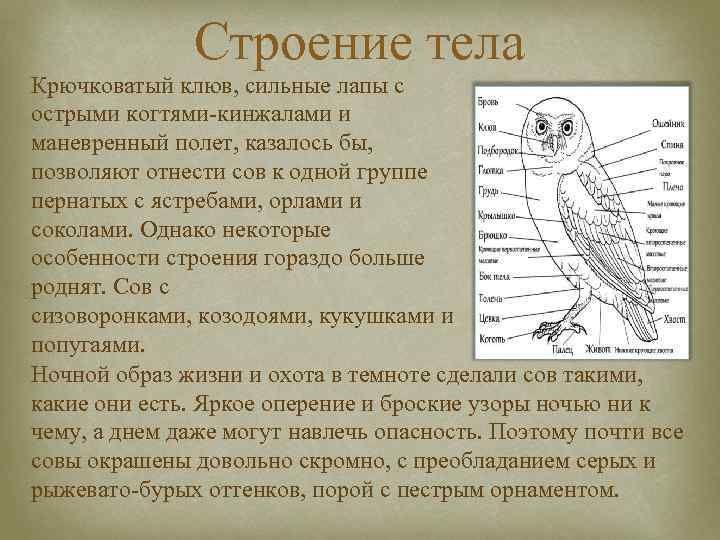     Строение тела Крючковатый клюв, сильные лапы с острыми когтями-кинжалами и