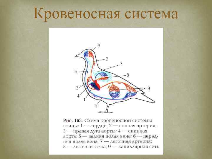 Кровеносная система 