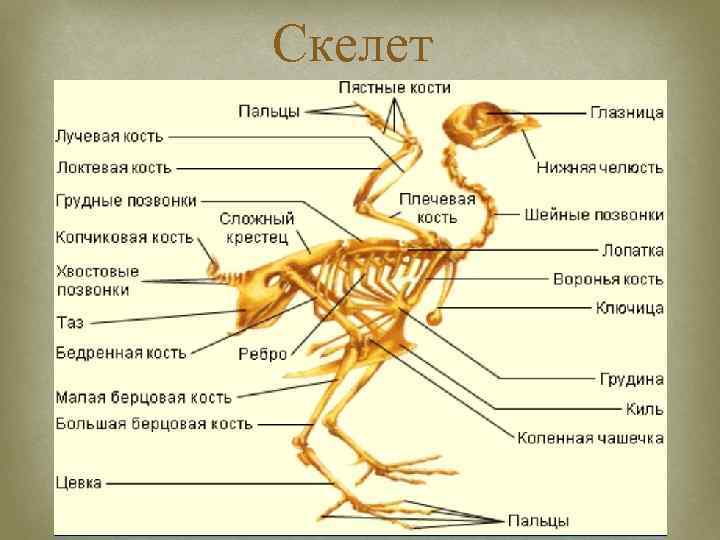 Скелет 