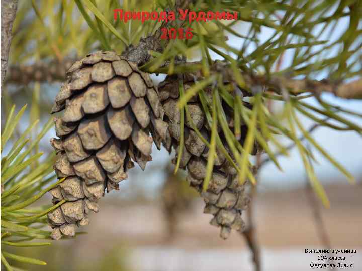 Природа Урдомы 2016     Выполнила ученица     10