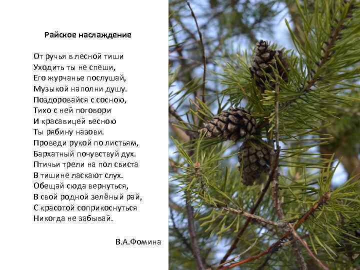  Райское наслаждение От ручья в лесной тиши Уходить ты не спеши, Его журчанье