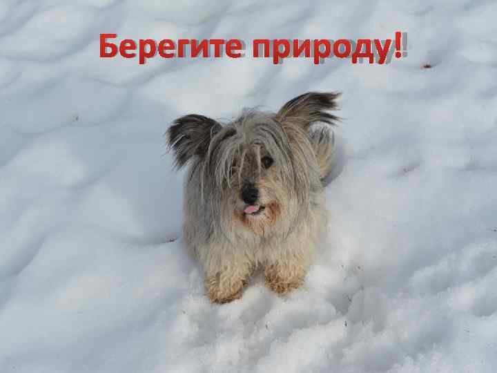 Берегите природу! 