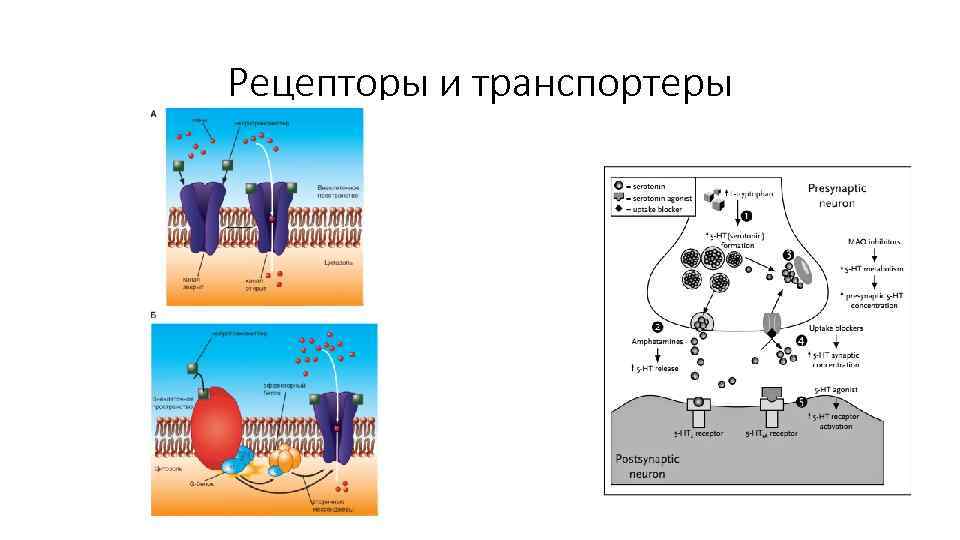 Рецепторы и транспортеры Рецепторы и транспортеры