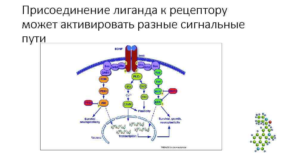Присоединение лиганда к рецептору может активировать разные сигнальные пути Присоединение лиганда к рецептору может активировать разные сигнальные пути