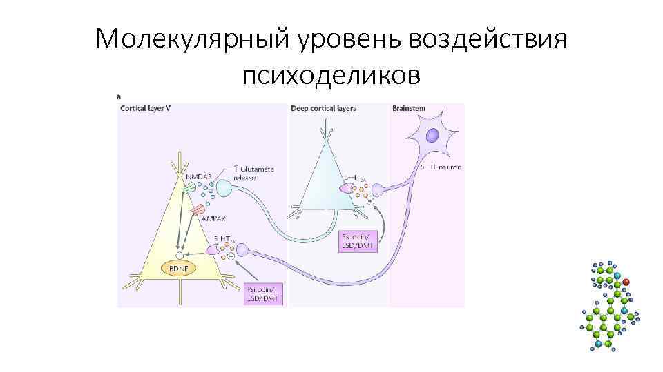 Уровень влияния. Психоделики механизм действия. Механизм действия психоделиков. Эмпатогены. Покет Рогуес влияние уровня.