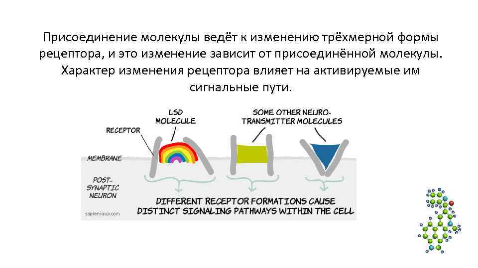Присоединение молекулы ведёт к изменению трёхмерной формы рецептора, и это изменение зависит от присоединённой Присоединение молекулы ведёт к изменению трёхмерной формы рецептора, и это изменение зависит от присоединённой