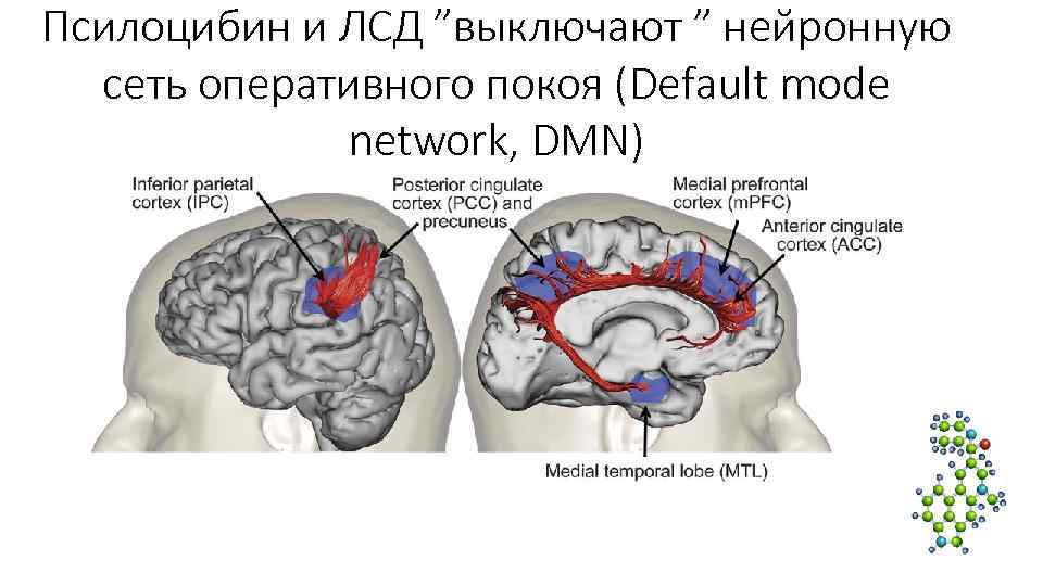 Нейронные связи трезвого и под лсд