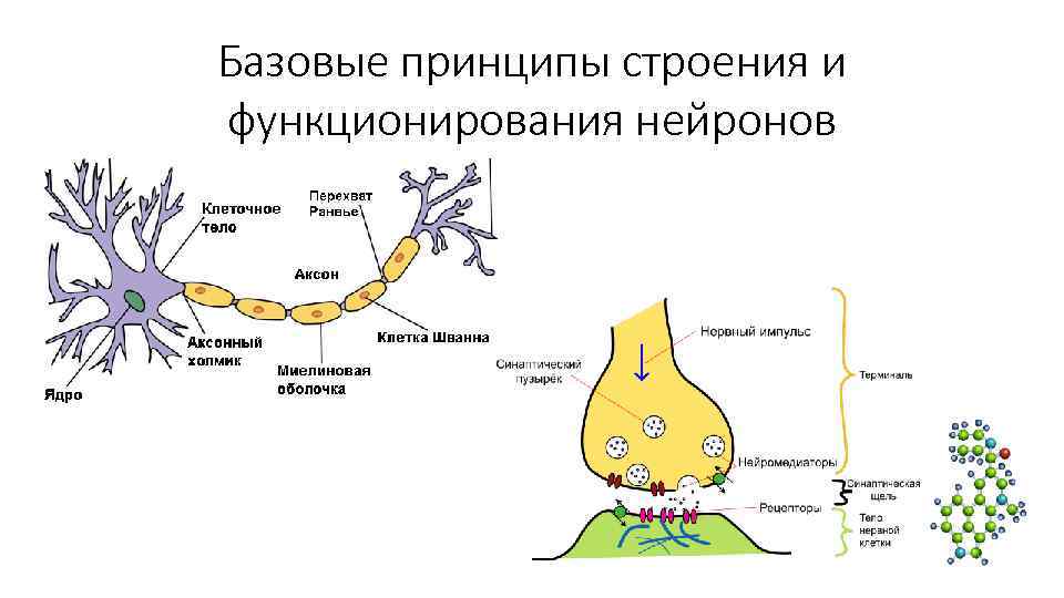 Базовые принципы строения и функционирования нейронов Базовые принципы строения и функционирования нейронов