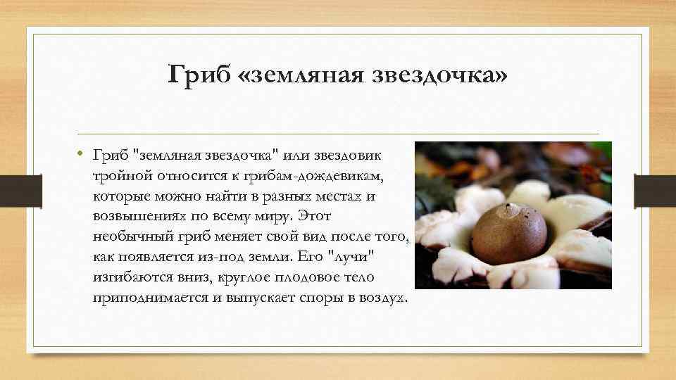   Гриб «земляная звездочка»  • Гриб 