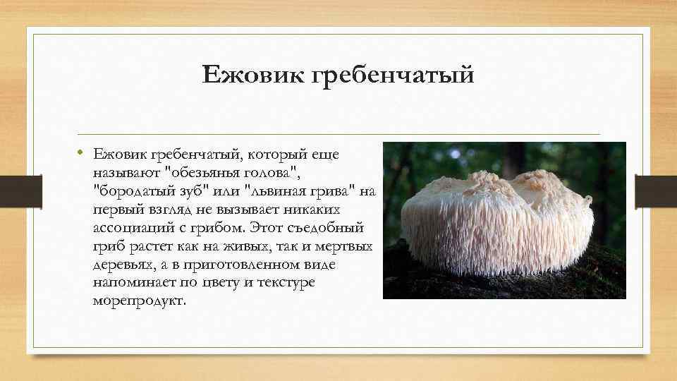     Ежовик гребенчатый  • Ежовик гребенчатый, который еще называют 