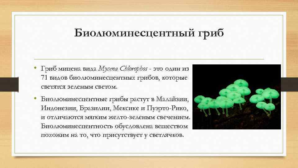   Биолюминесцентный гриб  • Гриб мицена вида Mycena Chlorophos - это один