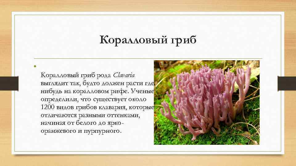      Коралловый гриб  • Коралловый гриб рода Clavaria выглядит