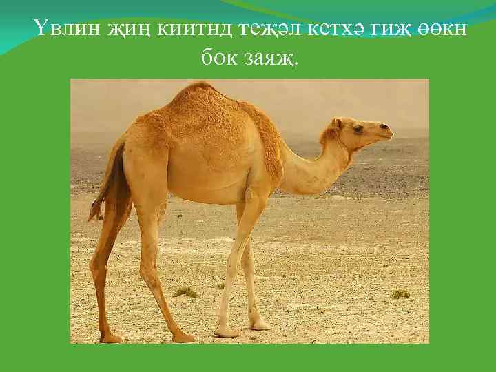 Үвлин җиӊ киитнд теҗәл кетхә гиҗ өөкн   бөк заяҗ. 