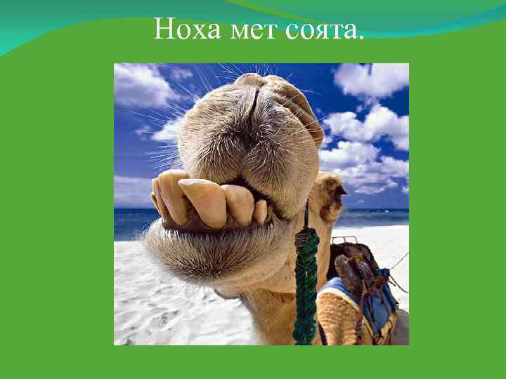 Ноха мет соята. 