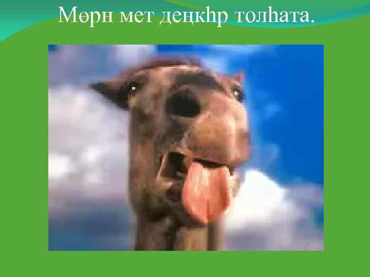 Мөрн мет деӊкһр толһата. 