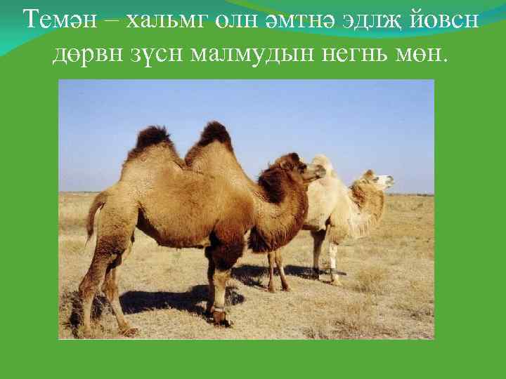 Темән – хальмг олн әмтнә эдлҗ йовсн  дөрвн зүсн малмудын негнь мөн. 