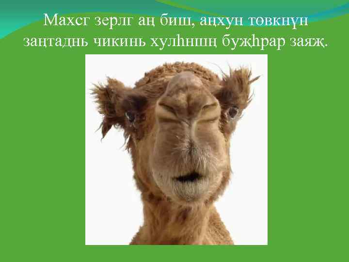   Махсг зерлг аӊ биш, аӊхун төвкнүн заӊтаднь чикинь хулһншӊ буҗһрар заяҗ. 