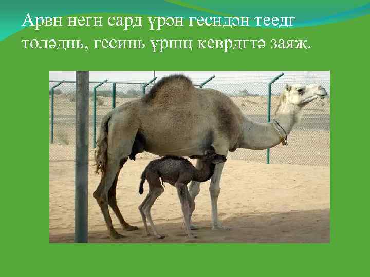 Арвн негн сард үрән гесндән теедг төләднь, гесинь үршӊ кеврдгтә заяҗ. 