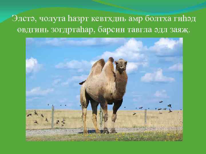 Элстә, чолута һазрт кевтхднь амр болтха гиһәд өвдгинь зогдртаһар, барсин тавгла әдл заяҗ. 