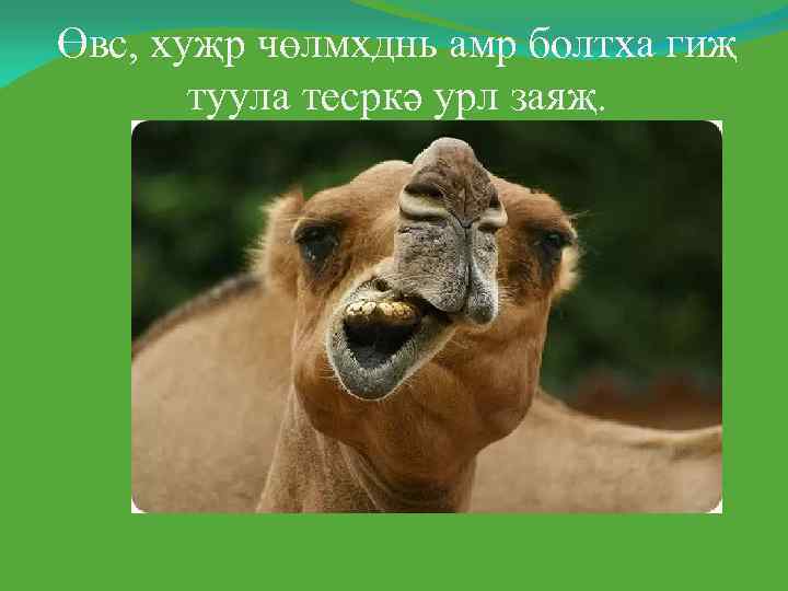 Өвс, хуҗр чөлмхднь амр болтха гиҗ  туула тесркә урл заяҗ. 