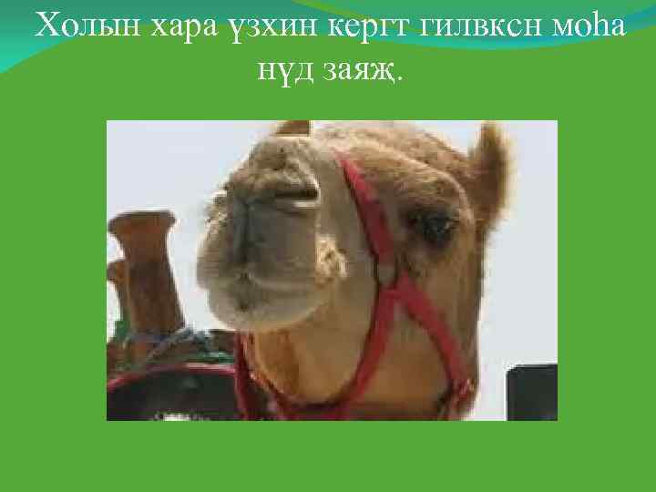 Холын хара үзхин кергт гилвксн моһа   нүд заяҗ. 