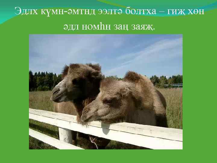 Эдлх күмн-әмтнд ээлтә болтха – гиҗ хөн   әдл номһн заӊ заяҗ. 